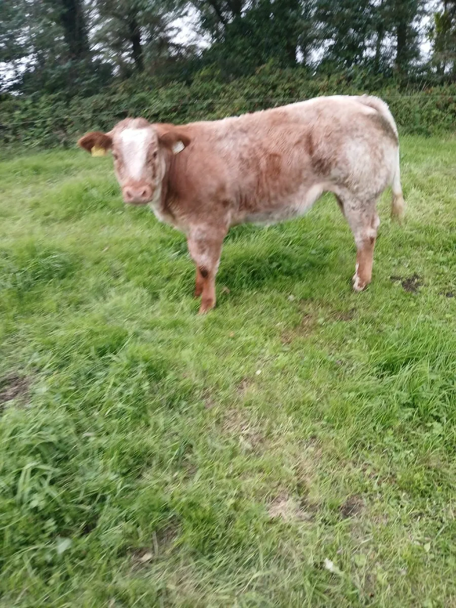 Roan heifer for sale - Image 1