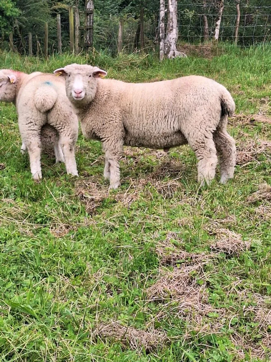 Dorset Ram Lamb - Image 1