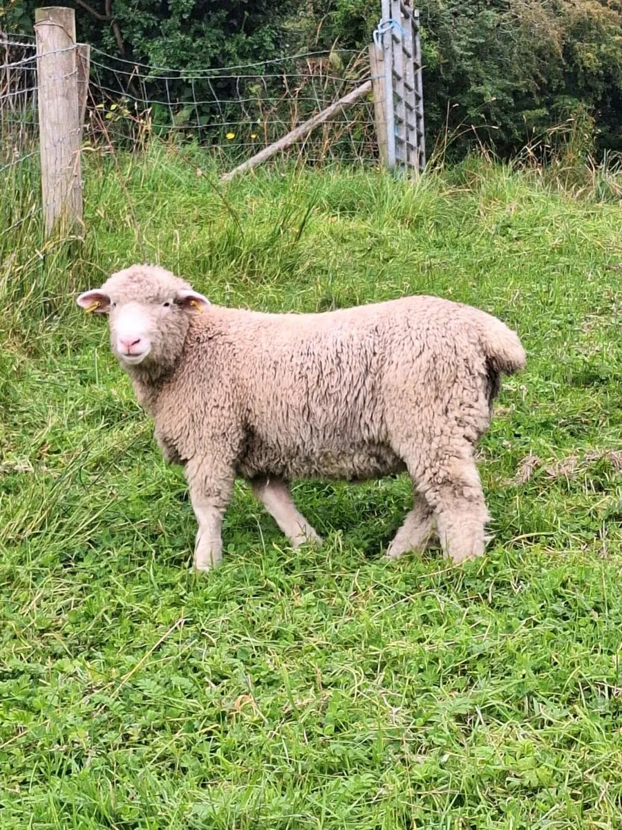 Dorset Ram Lamb - Image 2