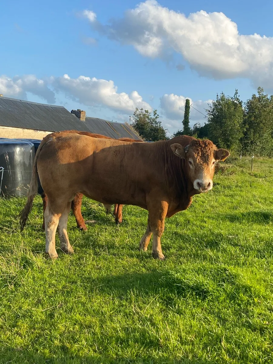 5 Star Genotyped EBY Pedigree Limousine Bull - Image 1