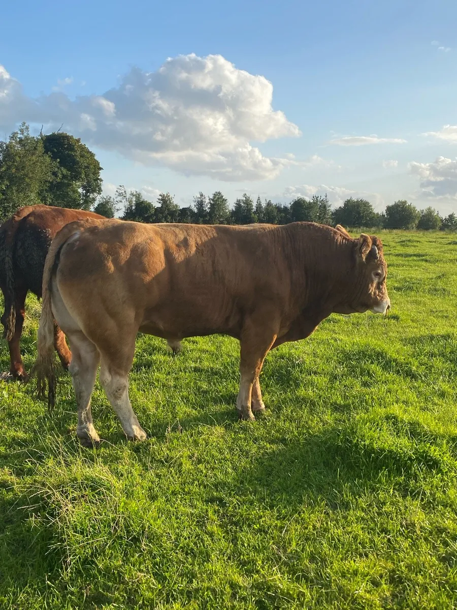5 Star Genotyped EBY Pedigree Limousine Bull - Image 2