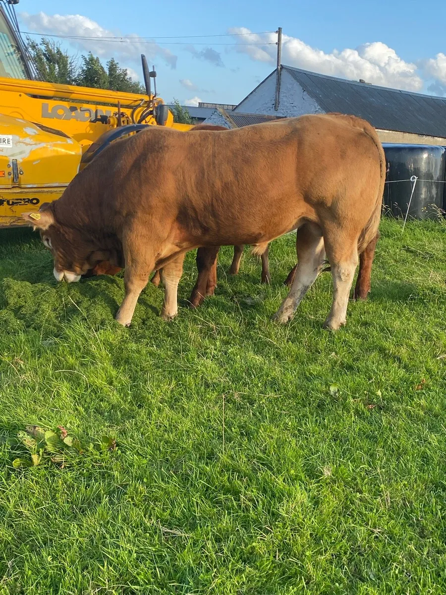 5 Star Genotyped EBY Pedigree Limousine Bull - Image 3