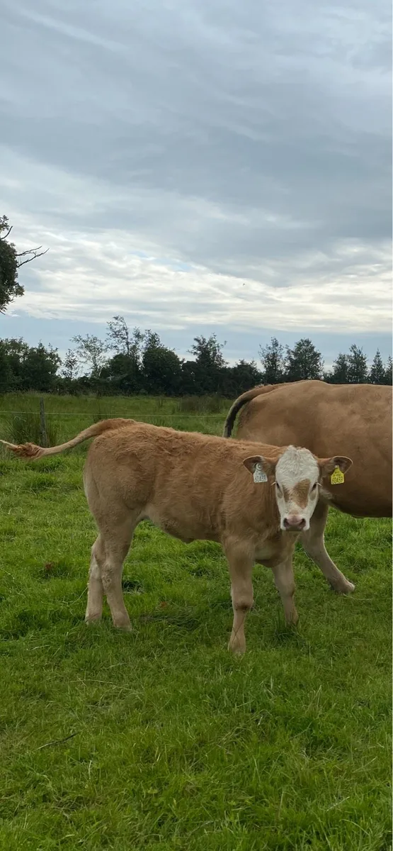 5 Star Genotyped EBY Pedigree Limousine Bull - Image 4