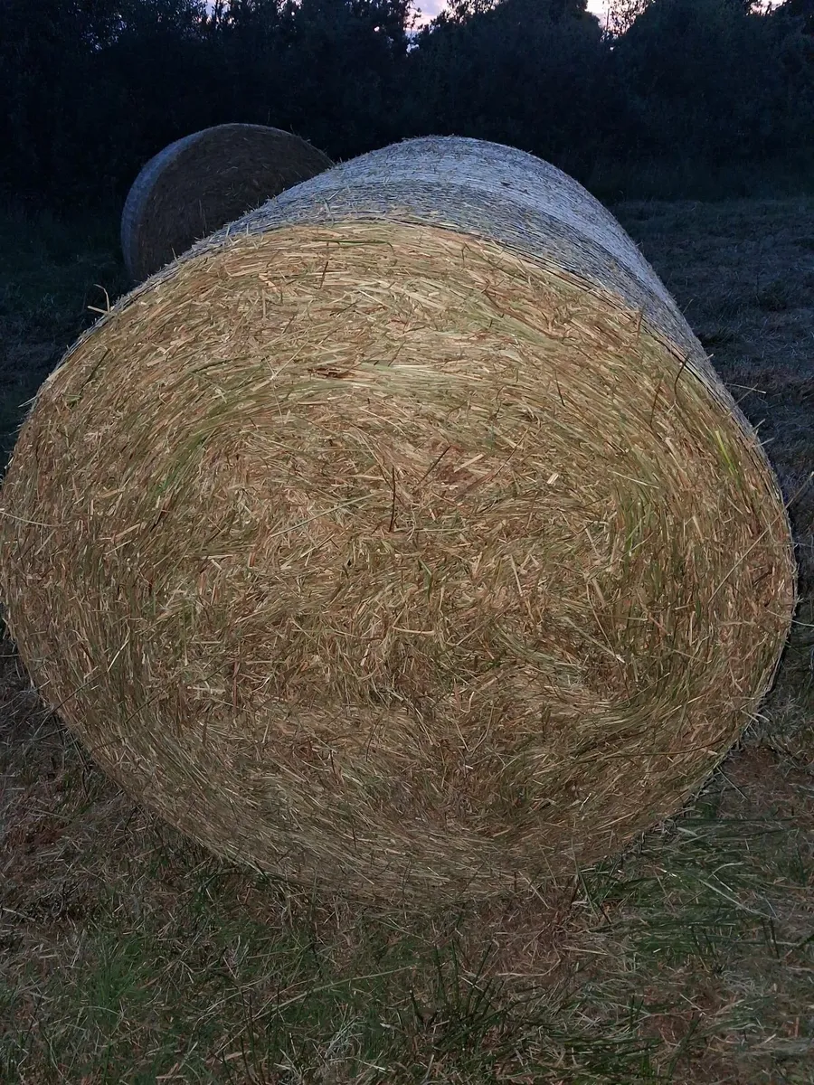 Coarse hay bedding - Image 4