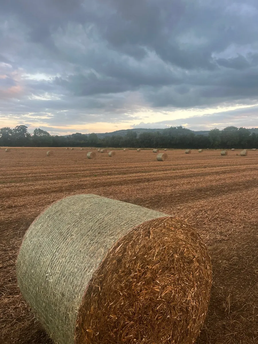 Pea straw - Image 1