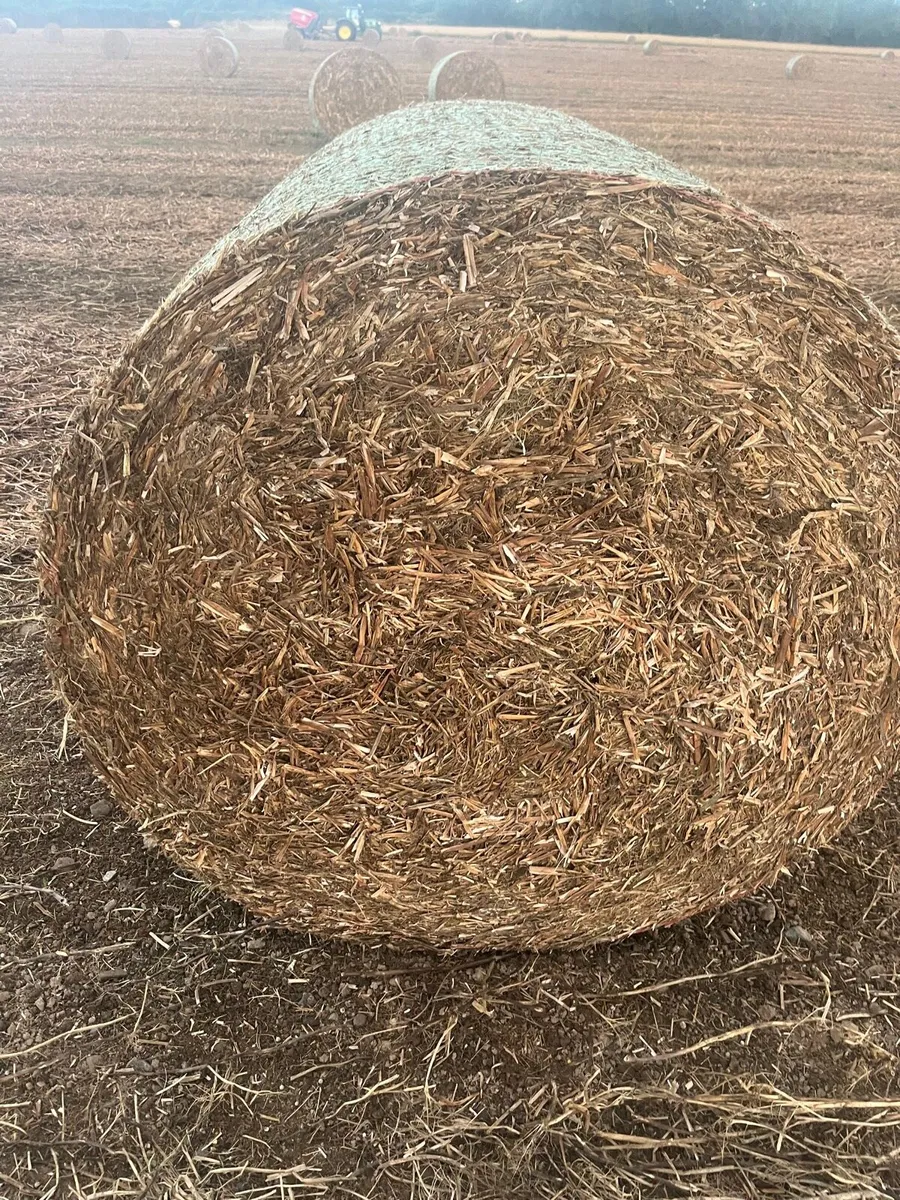 Pea straw - Image 2