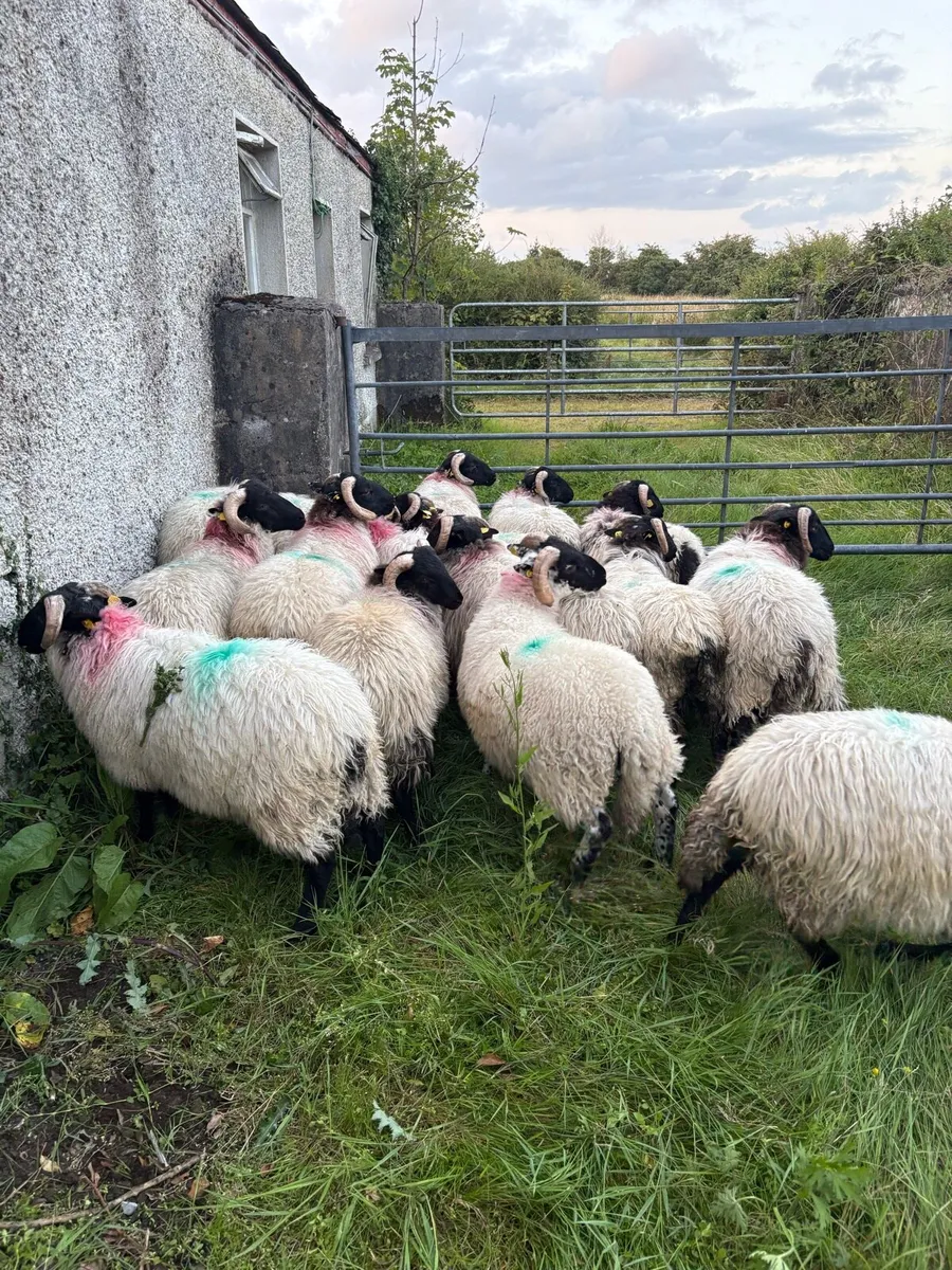 Lambs - Image 1