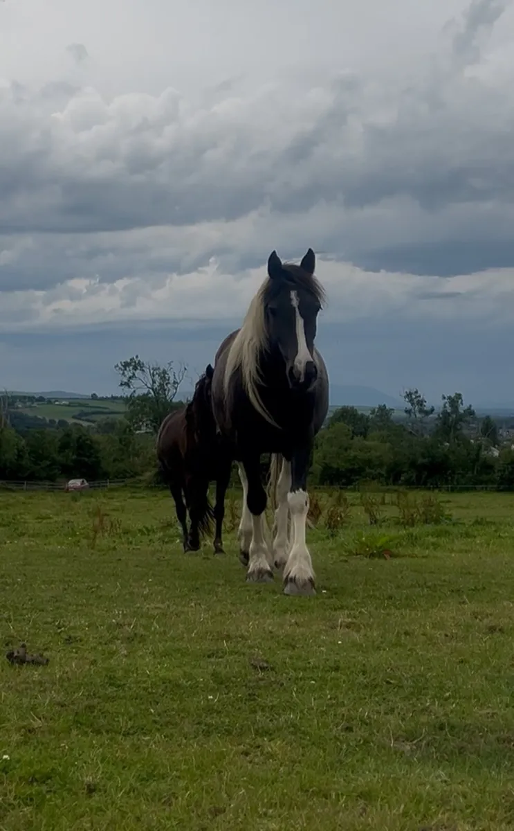 Stunning Irish Cob Mare – A Rare Find! - Image 1