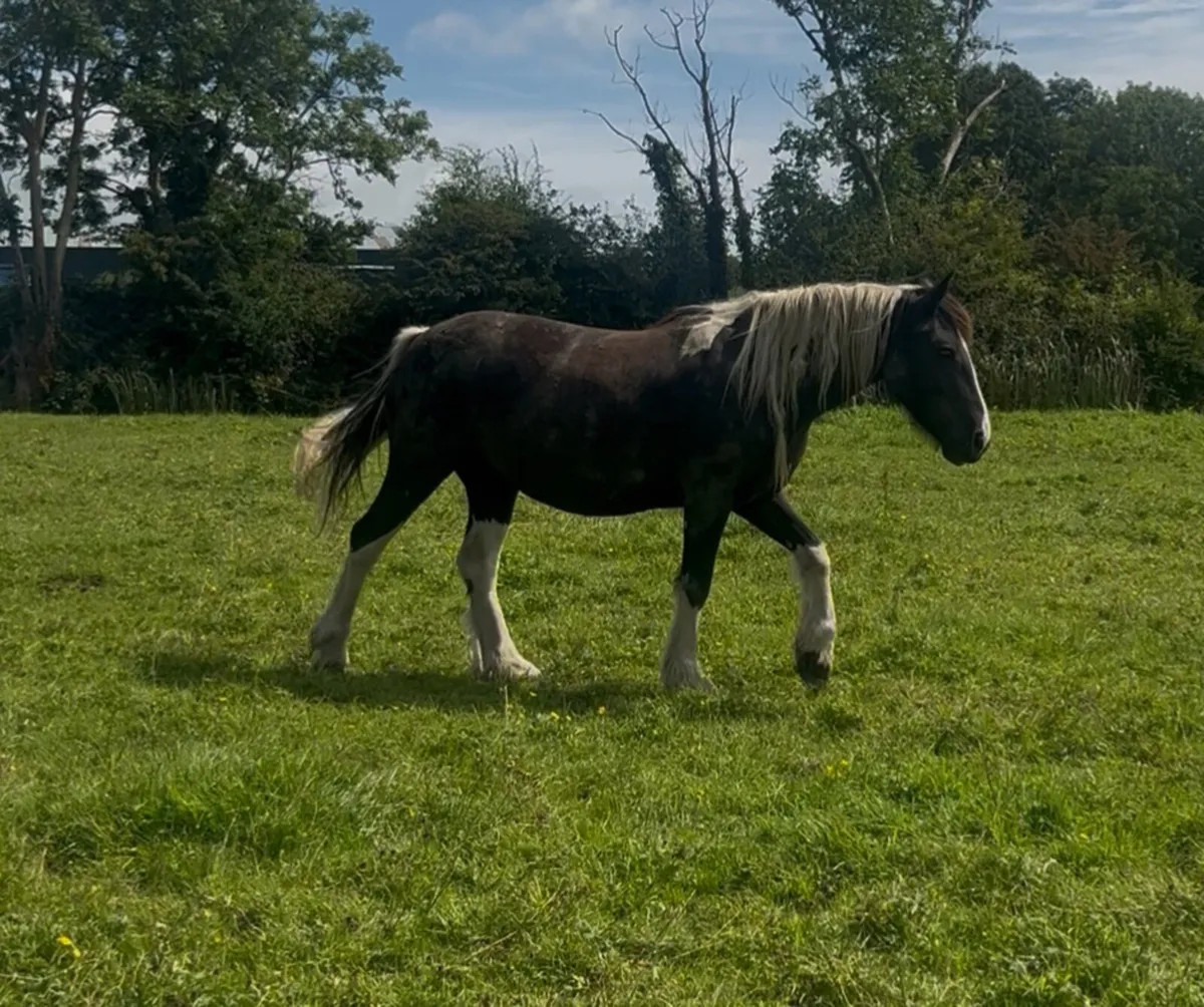 Stunning Irish Cob Mare – A Rare Find! - Image 2