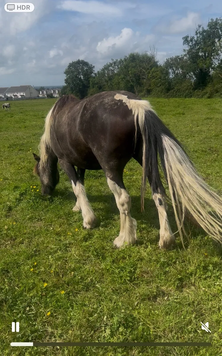 Stunning Irish Cob Mare – A Rare Find! - Image 3