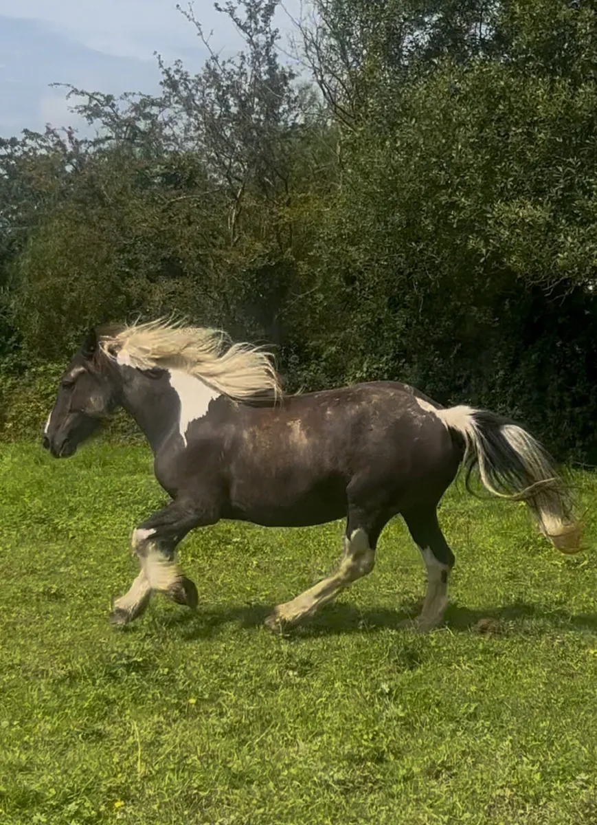 Stunning Irish Cob Mare – A Rare Find! - Image 4