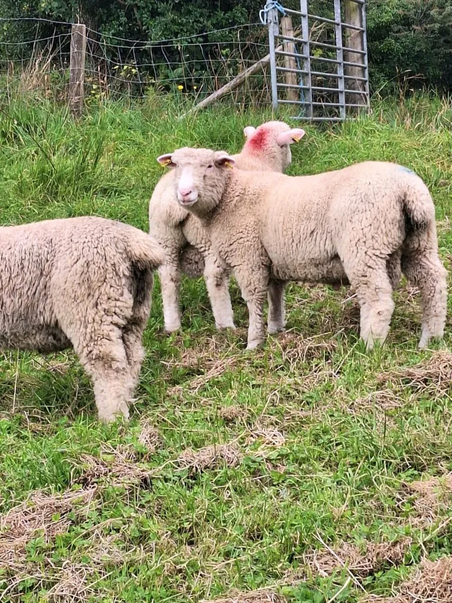 Dorset Ram Lamb - Image 3