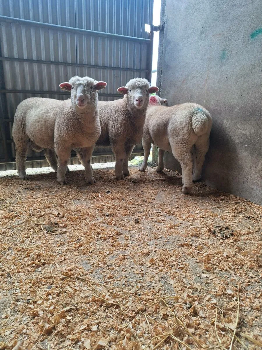 Dorset Ram Lamb - Image 4