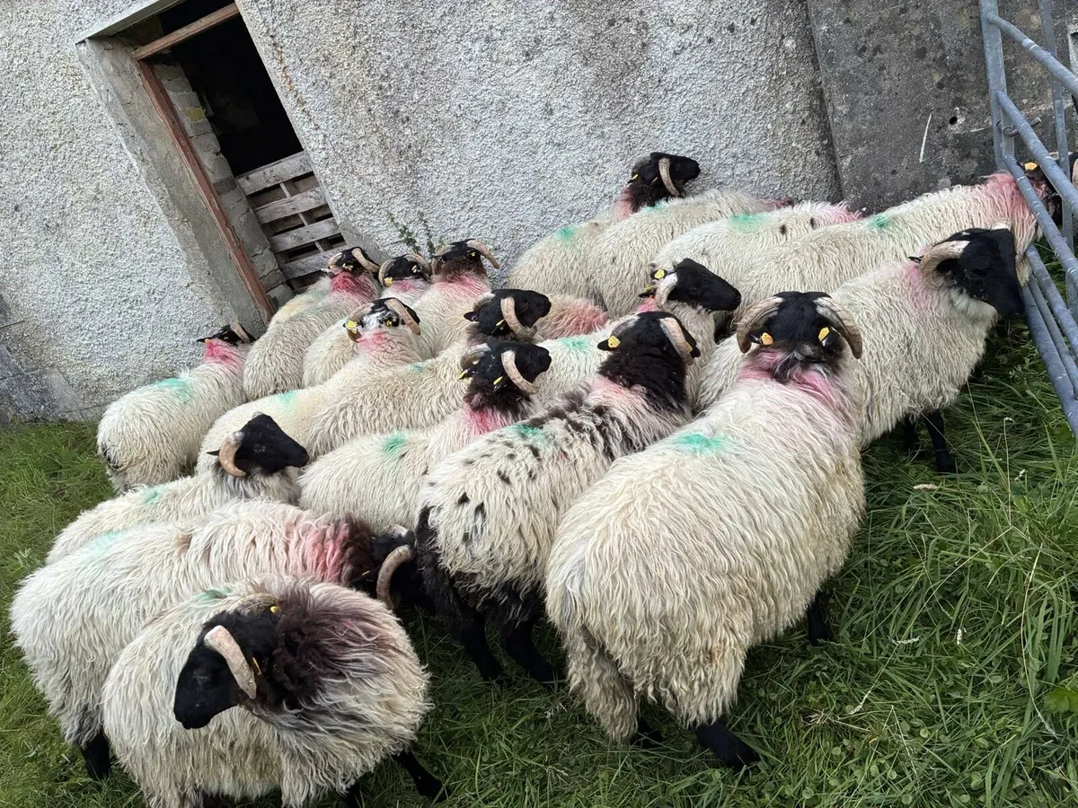 Lambs - Image 2