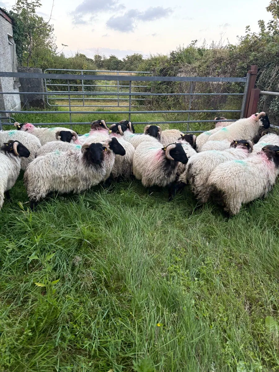 Lambs - Image 3