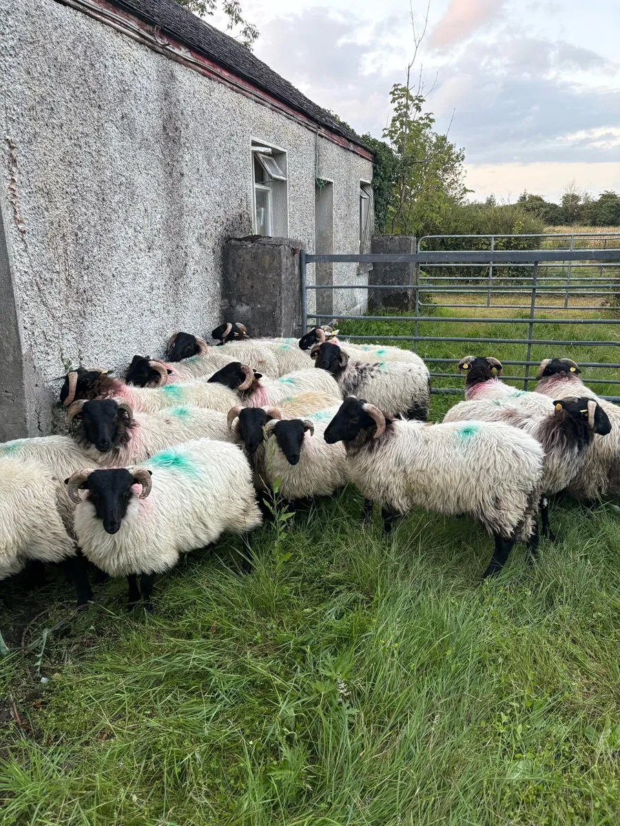 Lambs - Image 4