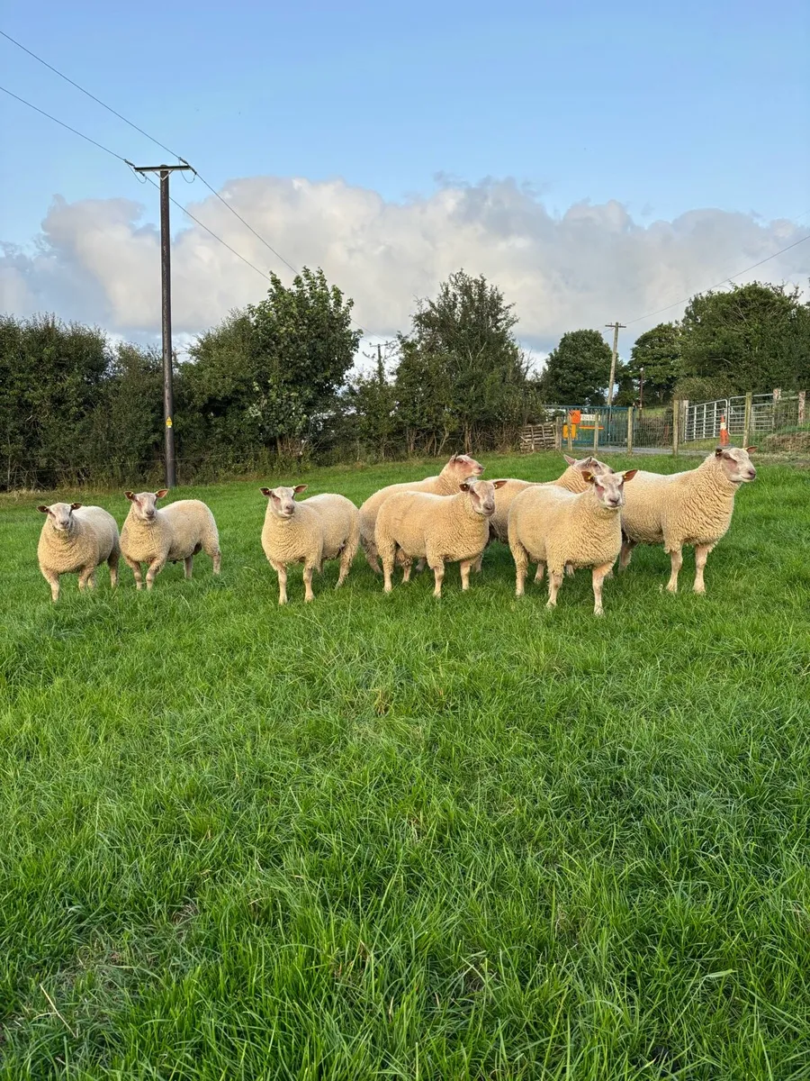 Pedigree Charollais Ram Lambs - Image 1