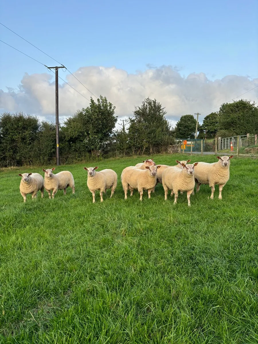 Pedigree Charollais Ram Lambs - Image 2
