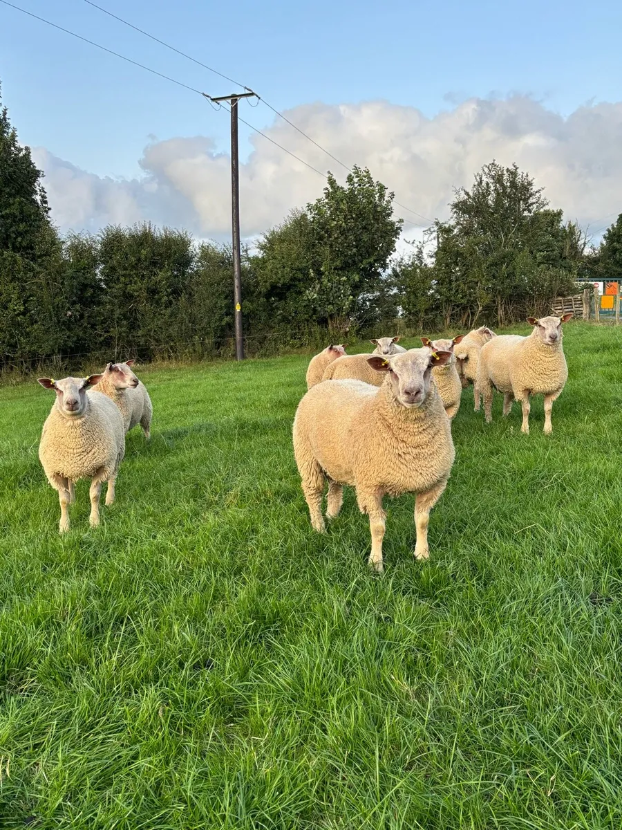 Pedigree Charollais Ram Lambs - Image 3