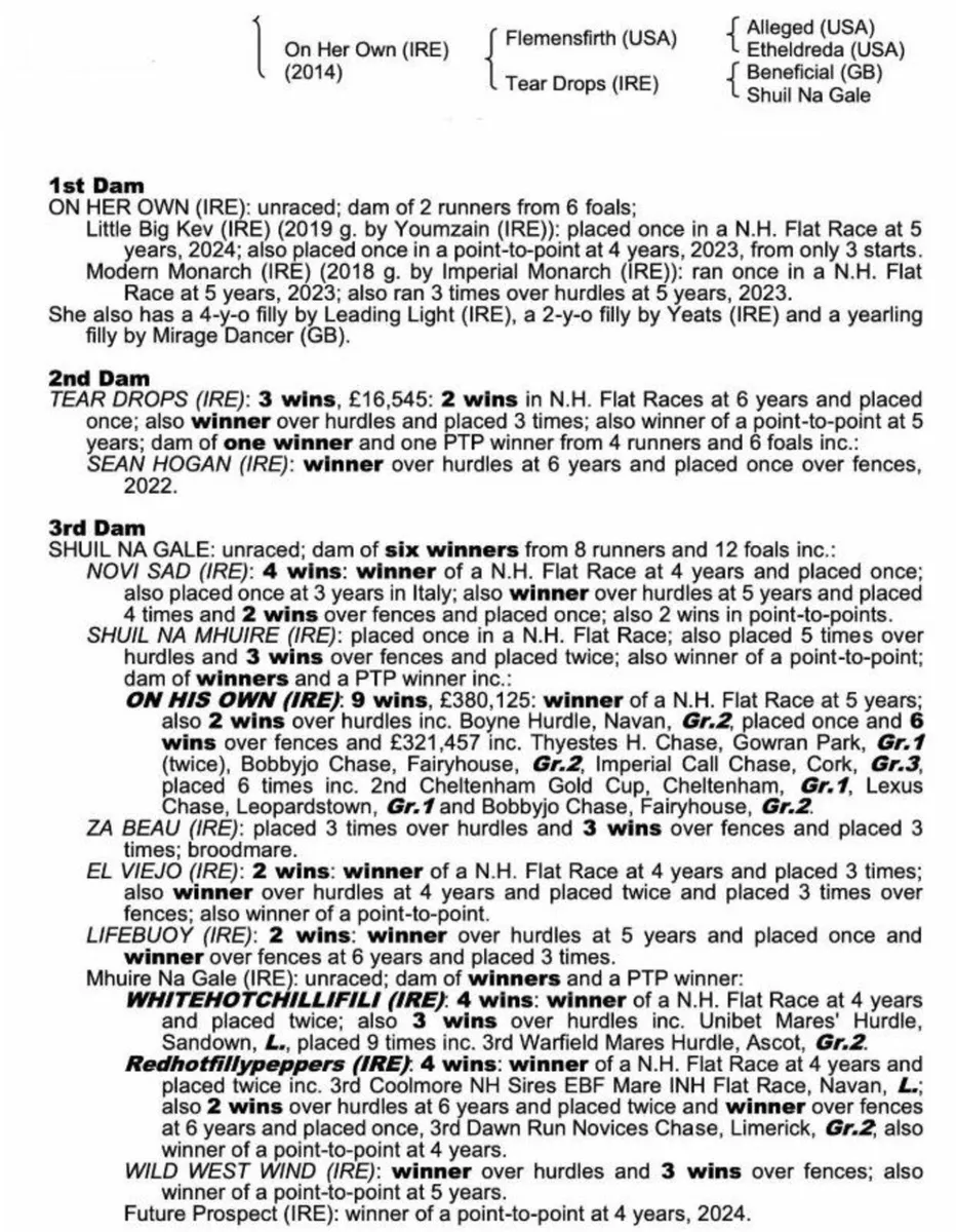 Thoroughbred yearling gelding - Image 2