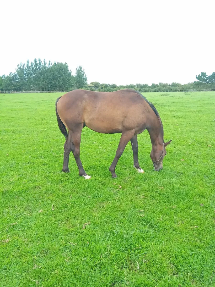 Thoroughbred yearling gelding - Image 3
