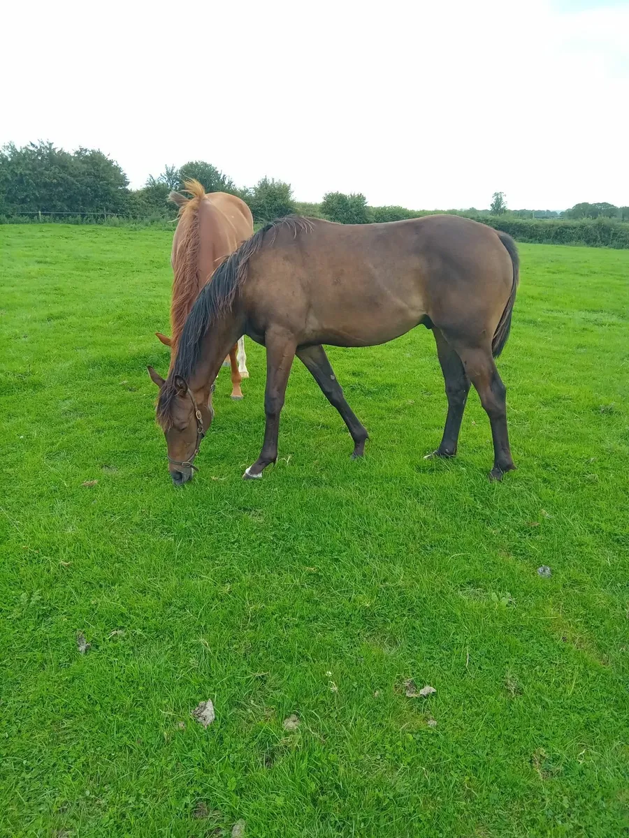 Thoroughbred yearling gelding - Image 4