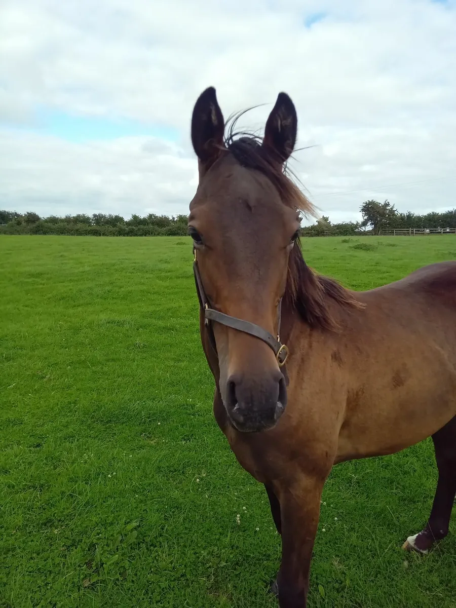Thoroughbred yearling gelding - Image 1
