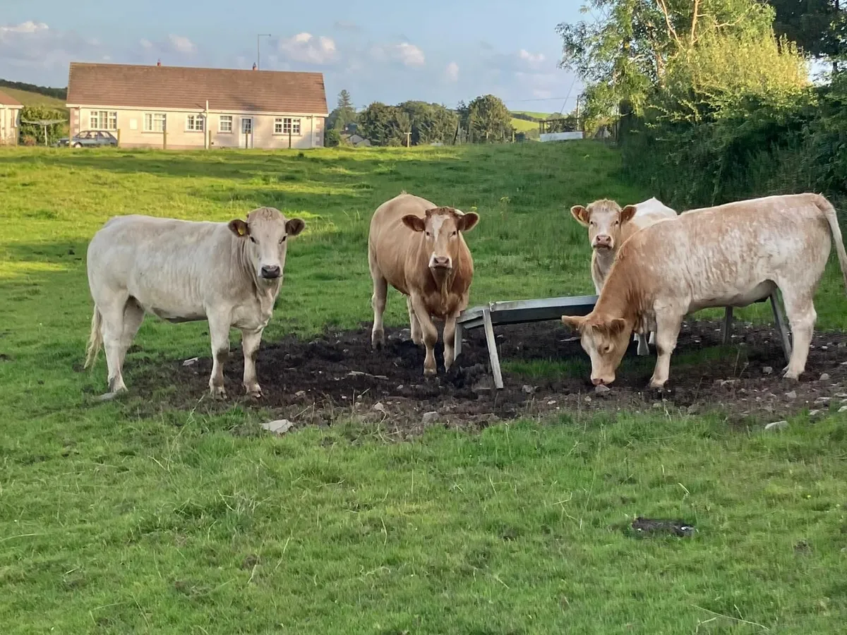 Breeding Heifers - Charolais X - Image 2