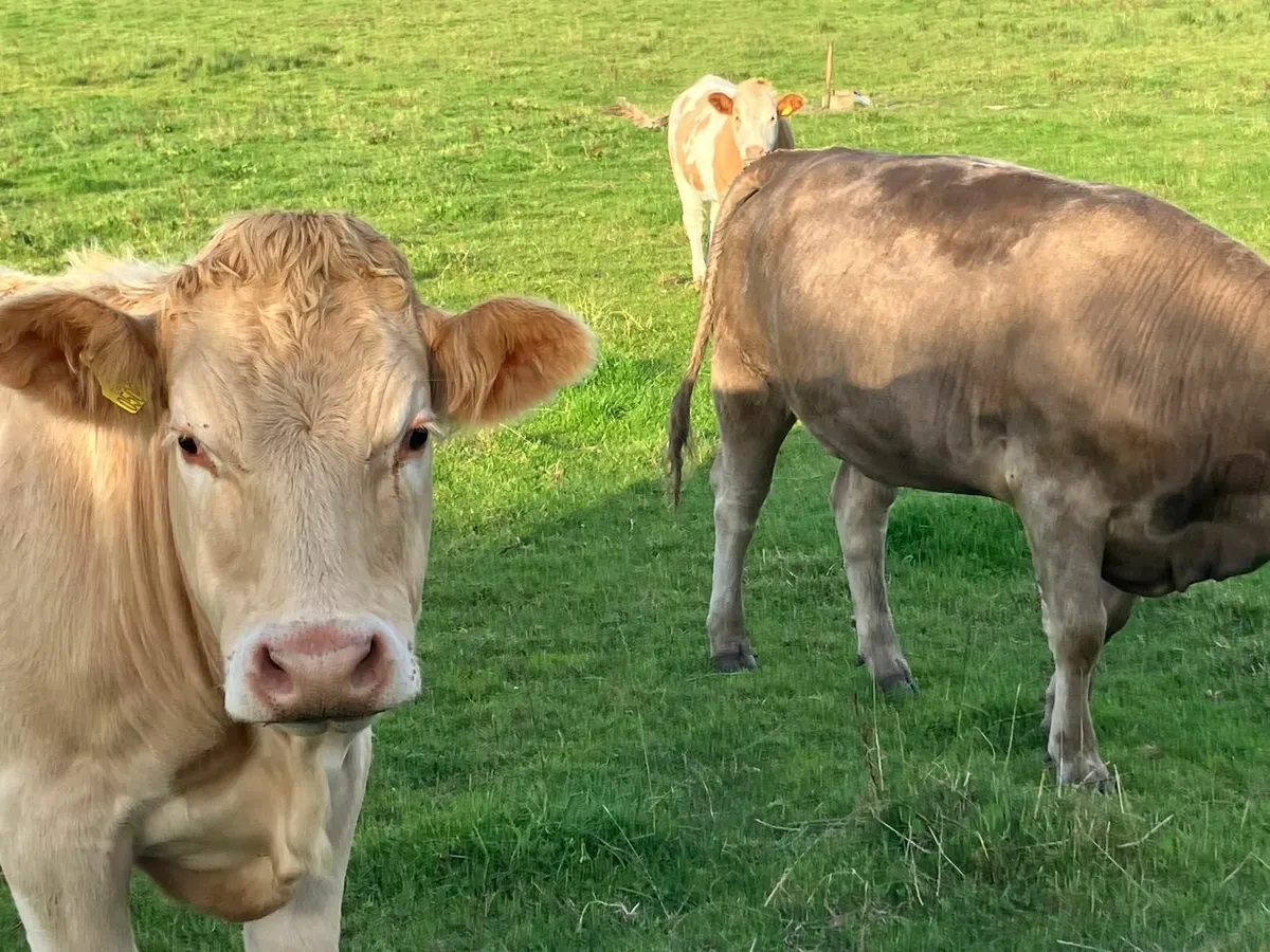 Breeding Heifers - Charolais X - Image 3