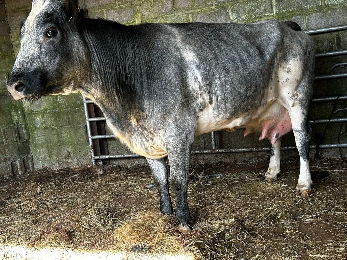 Belgium Blue Foster Cow - Image 1