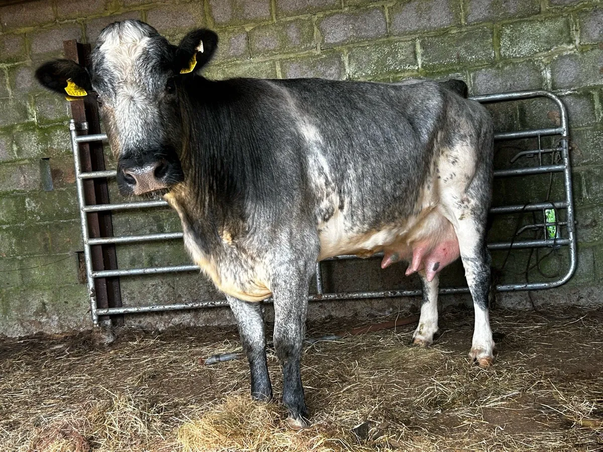 Belgium Blue Foster Cow - Image 2