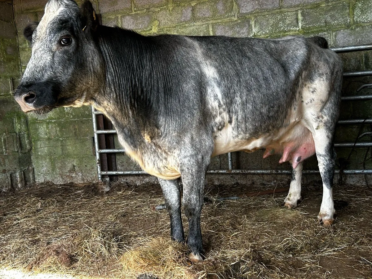 Belgium Blue Foster Cow - Image 3