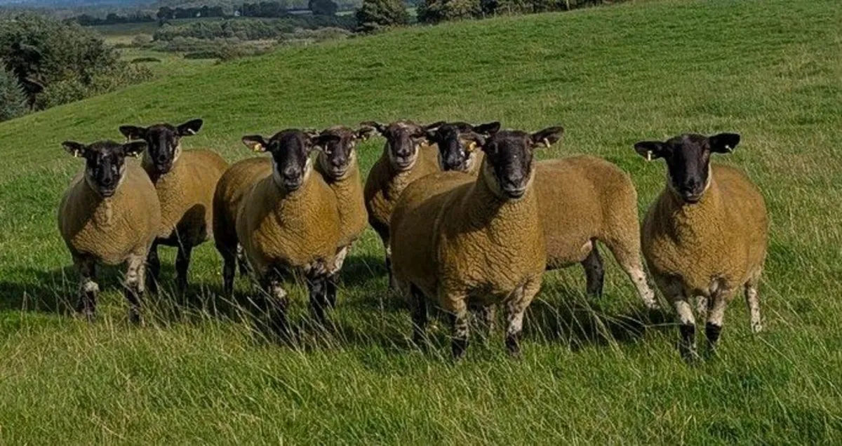 Sheep - Image 2