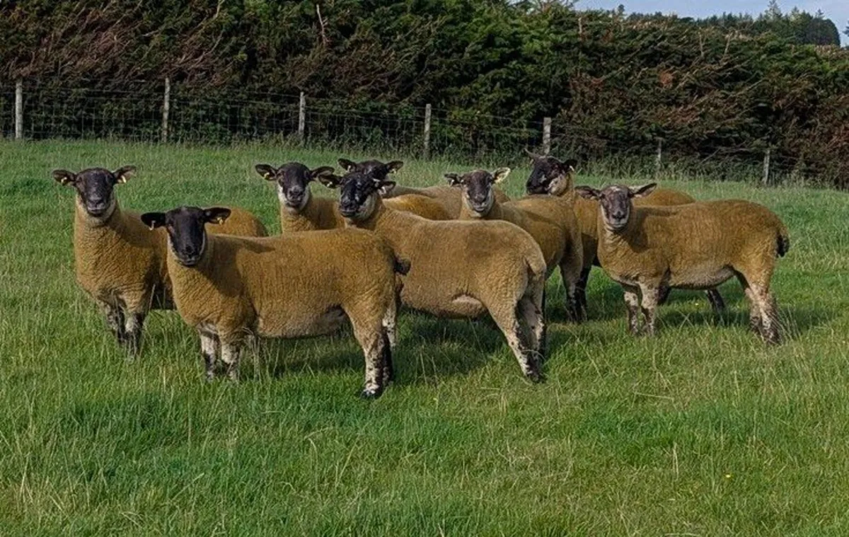 Sheep - Image 1