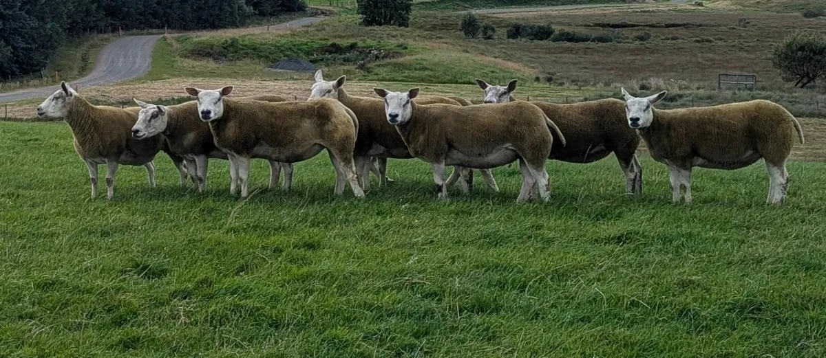 Sheep - Image 3