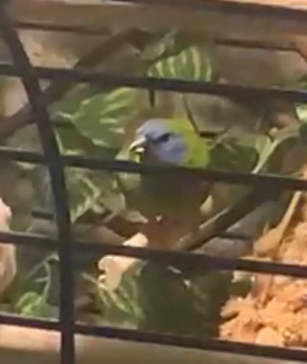 Zebra Finches/black face Gouldians - Image 4
