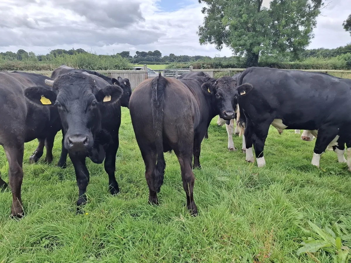 Kilcullen mart Wednesday 13th August - Image 2