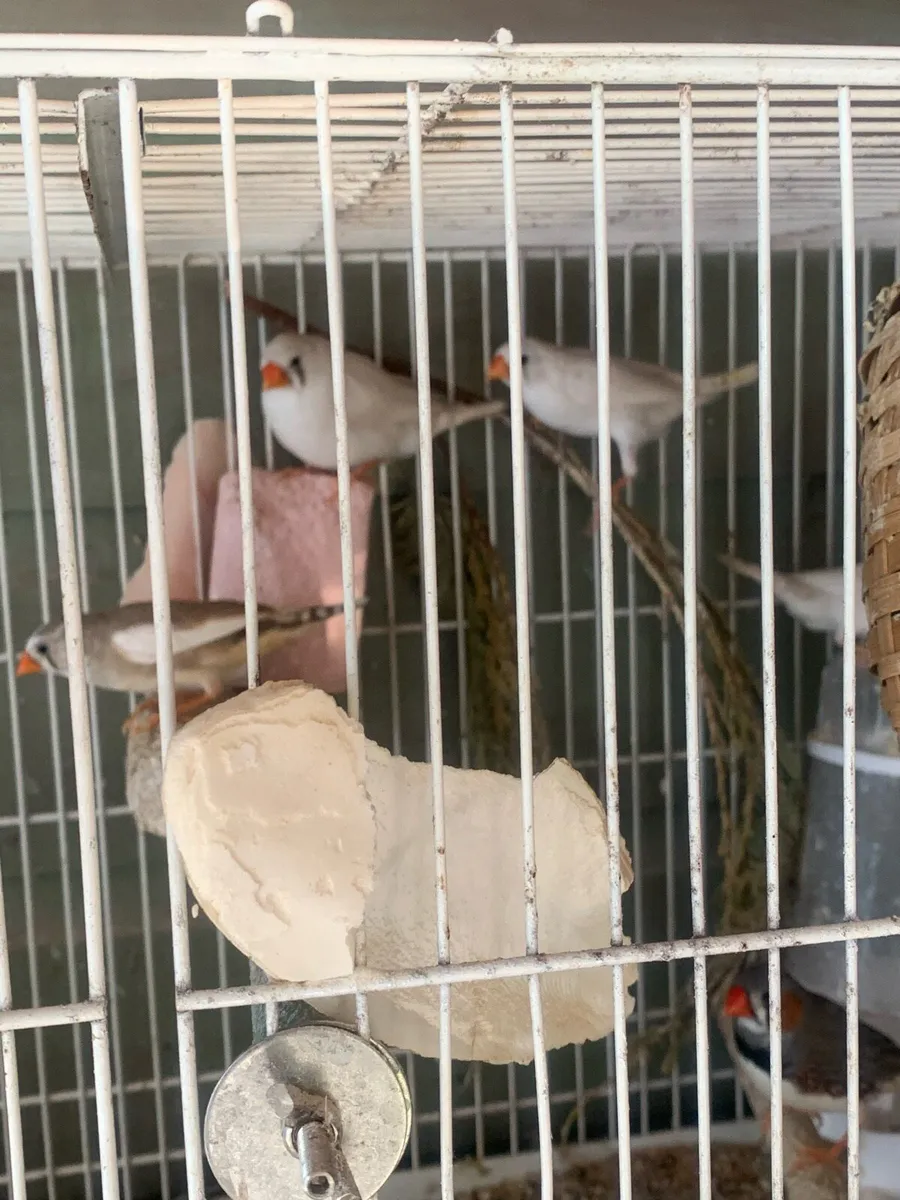 Zebra Finches for sale - Image 1