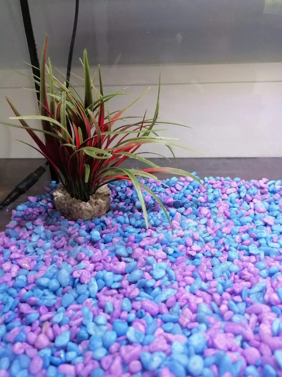 Fish Tank - Image 4