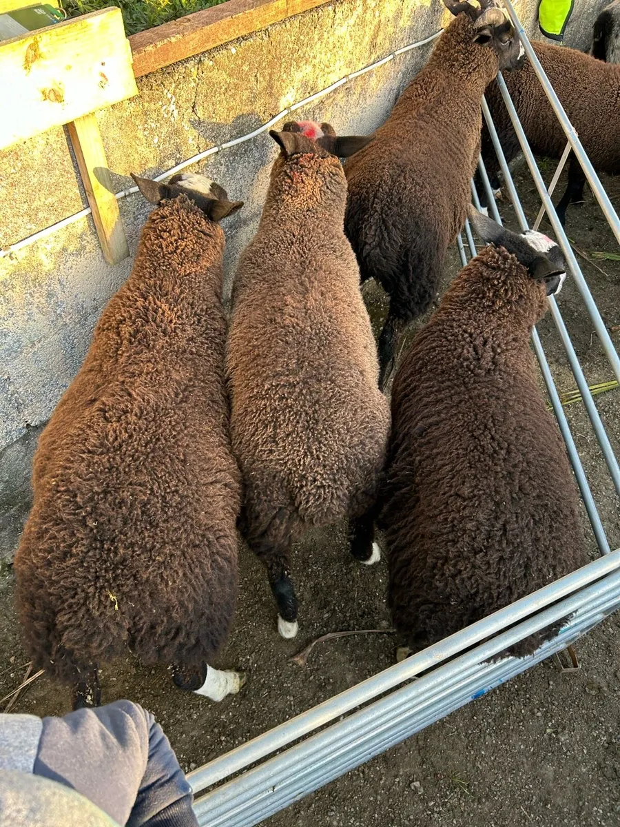 Zwartble wether lambs - Image 1