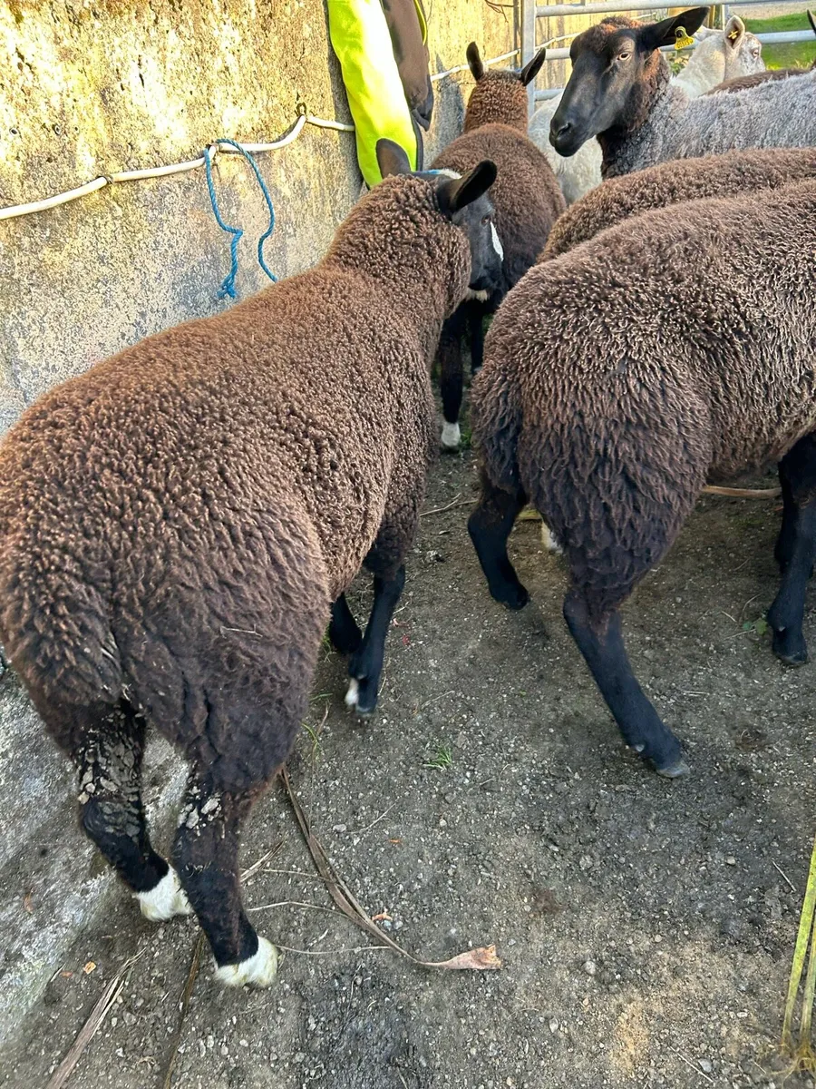 Zwartble wether lambs - Image 2
