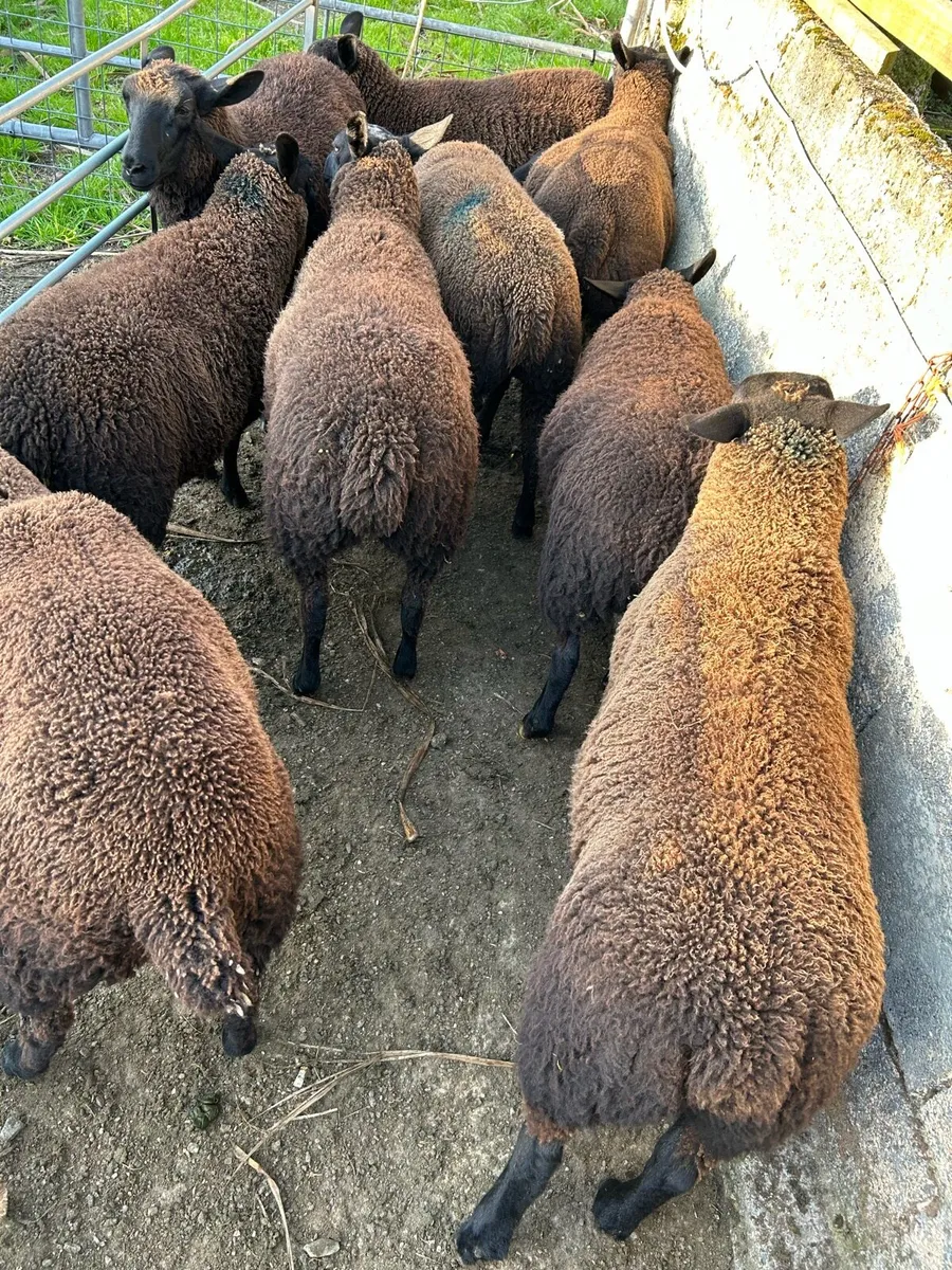 Zwartble wether lambs - Image 3