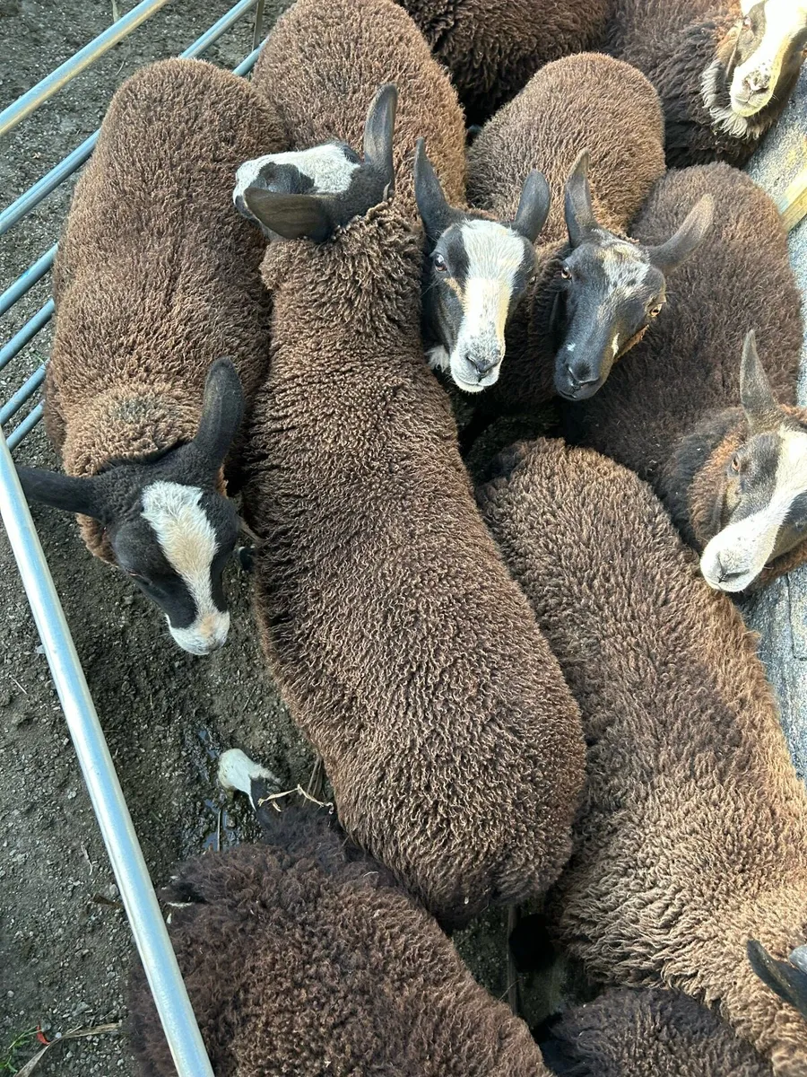 Zwartble wether lambs - Image 4