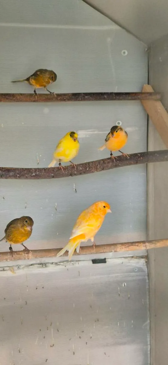 Canaries - Image 3
