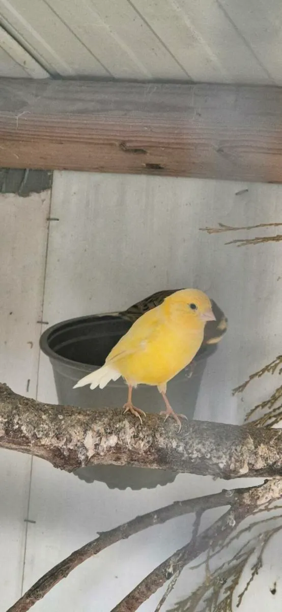 Canaries - Image 4