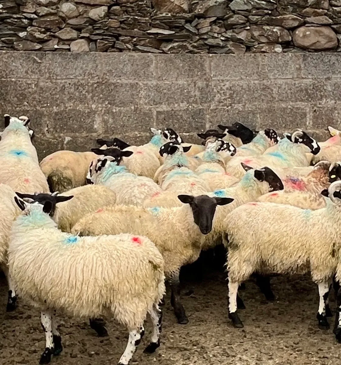 Ram lambs - Image 1