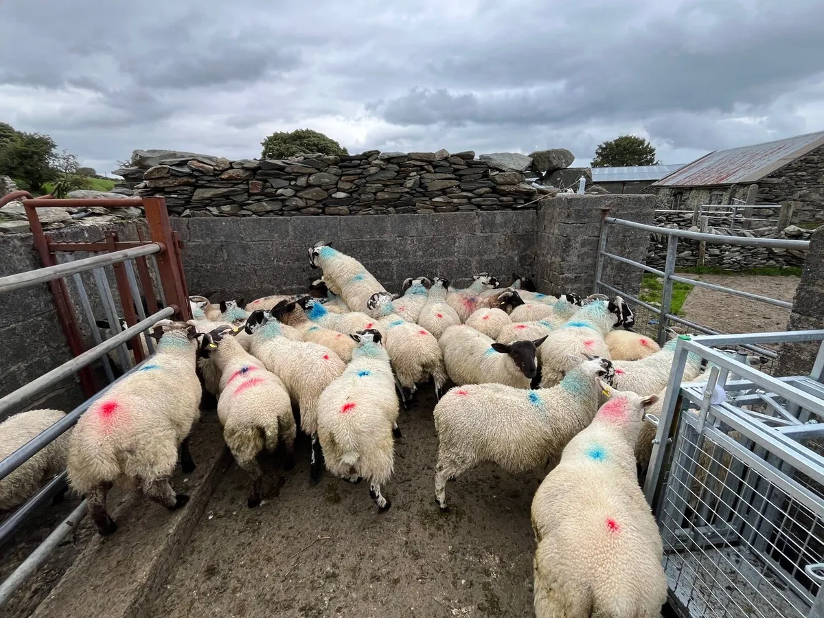 Ram lambs - Image 2