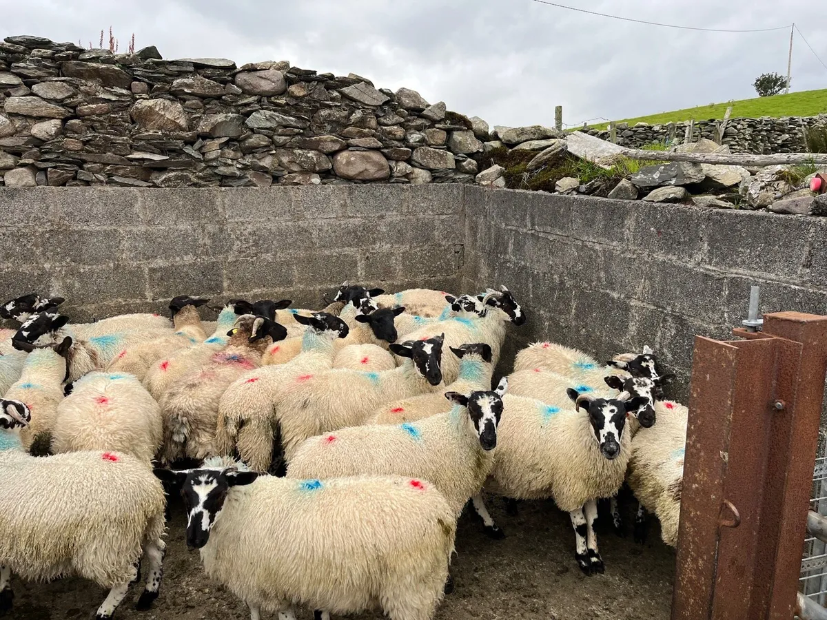 Ram lambs - Image 3