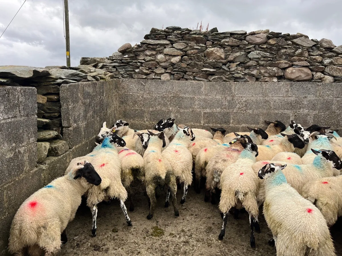 Ram lambs - Image 4