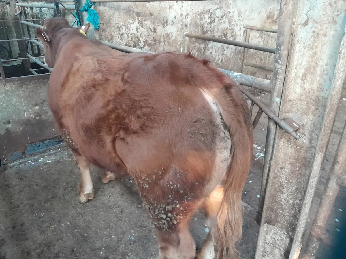 Pure Bred AI Limousin Bull - Image 3
